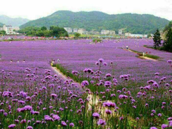 柳叶马鞭草花海